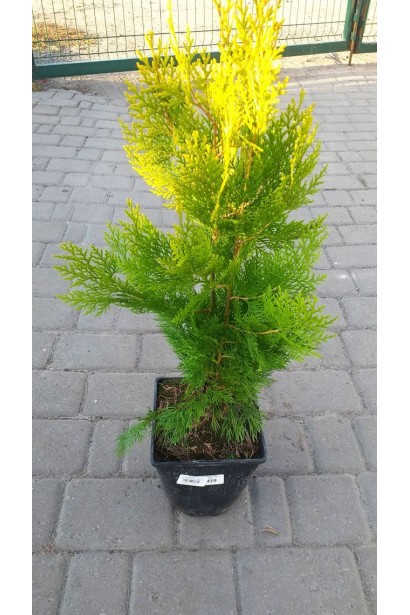 Саджанець Туя східна Голден Мінарет